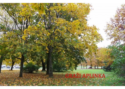 PARDUODAMAS 1 KAMBARIO BUTAS V.MACIULEVIČIAUS G., KAROLINIŠKĖSE